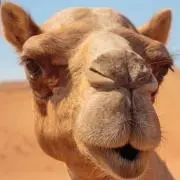 ふくまの画像