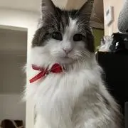 canママの画像