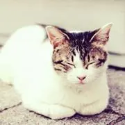 楓の画像
