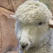 イノウエの画像