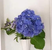 みーあや【即購入OK】の画像