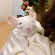 ロコモコの画像