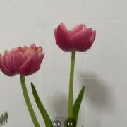 あんず