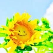 ひまわり