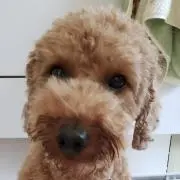 MON