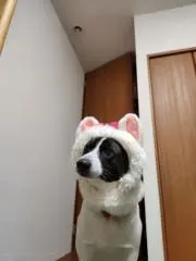 sanaoの画像