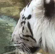 おかずの画像