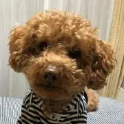 のん