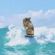 ハムサーフの画像