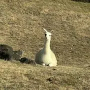 こま