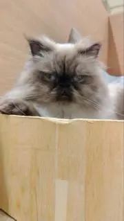 mintomiの画像