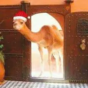 ラクダくんの画像