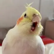 ぽうぽう