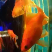 MTDの画像
