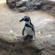 オルベアの画像