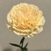 とまこの画像