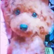 Sakiの画像
