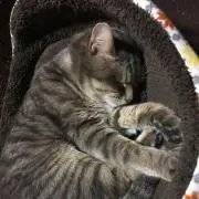mo