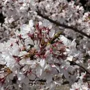 Meeの画像