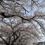 ホワイトの画像
