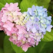 かえで★断捨離中の画像