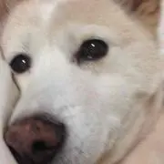 ゆみゆみ