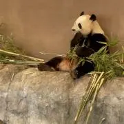ノセの画像