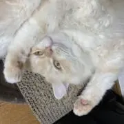 橘花の画像