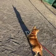 はなはな