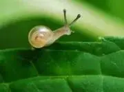 めぐ