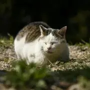 カクテツの画像