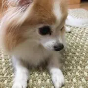 Pontaroの画像