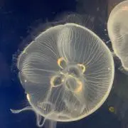 Mimiの画像