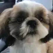 ししまるくん