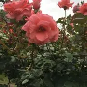 はれまの画像