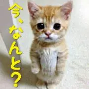 ゆき