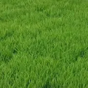 つきみの画像