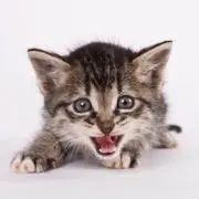 訴追の画像