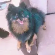 あず