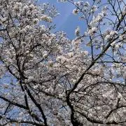 なすび | 値下げ交渉はコメントからのみの画像