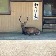 mizuwari sevenの画像