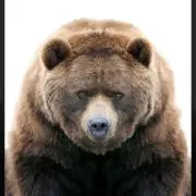 bearの画像
