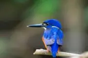 ミッチーの画像