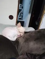 りむるんの画像