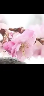 ハルの画像