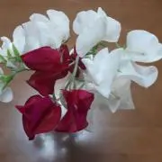 レオニーの画像