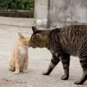 h sの画像