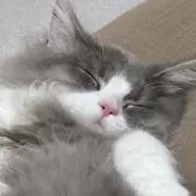 あぷりこの画像