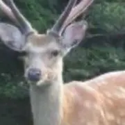 kdの画像