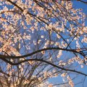 さくの画像